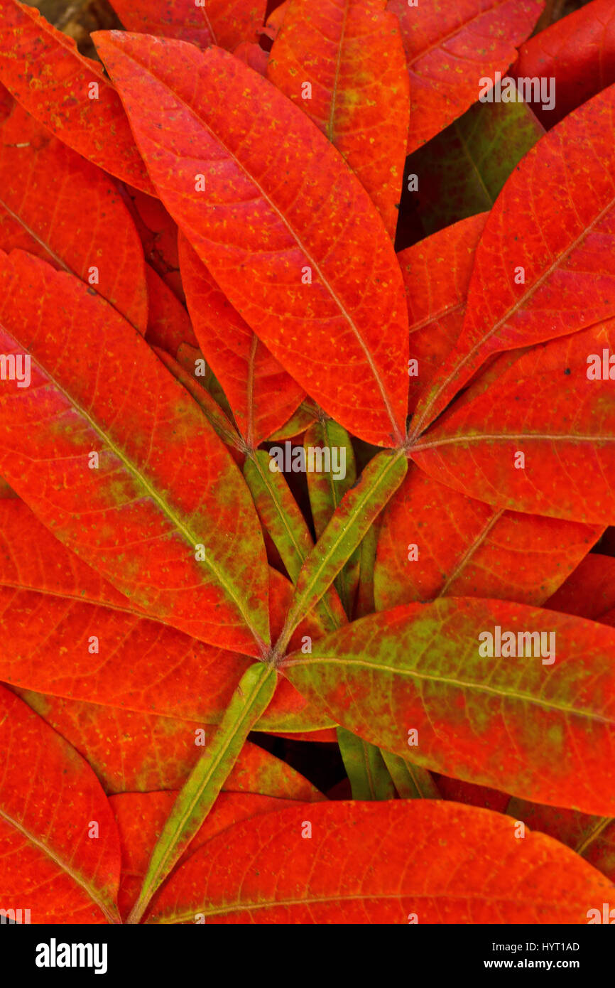 Fall foliage red sumac hi-res stock photography and images - Alamy