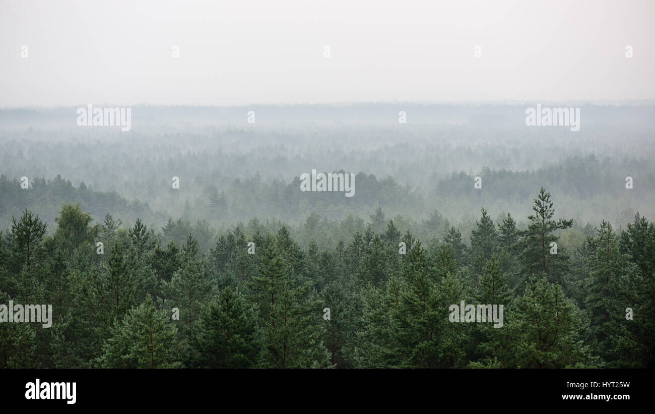 panoramic view of misty forest. far horizon Stock Photo - Alamy