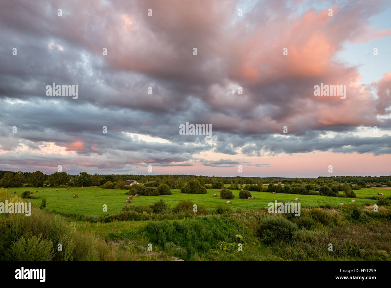 sunny meadow with flowers and green grass in summer at sunset Stock ...