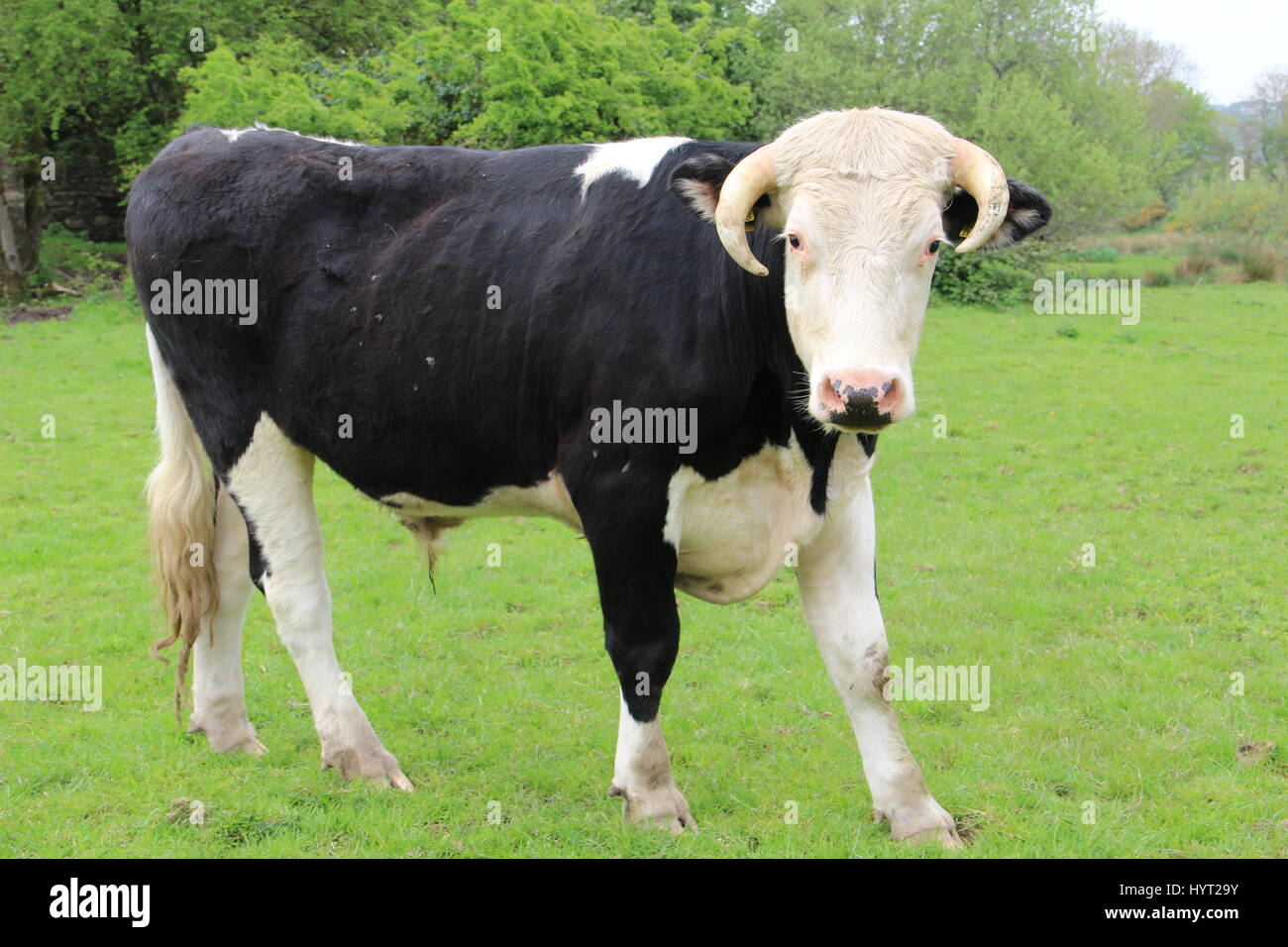 Black and white bull hi-res stock photography and images - Alamy