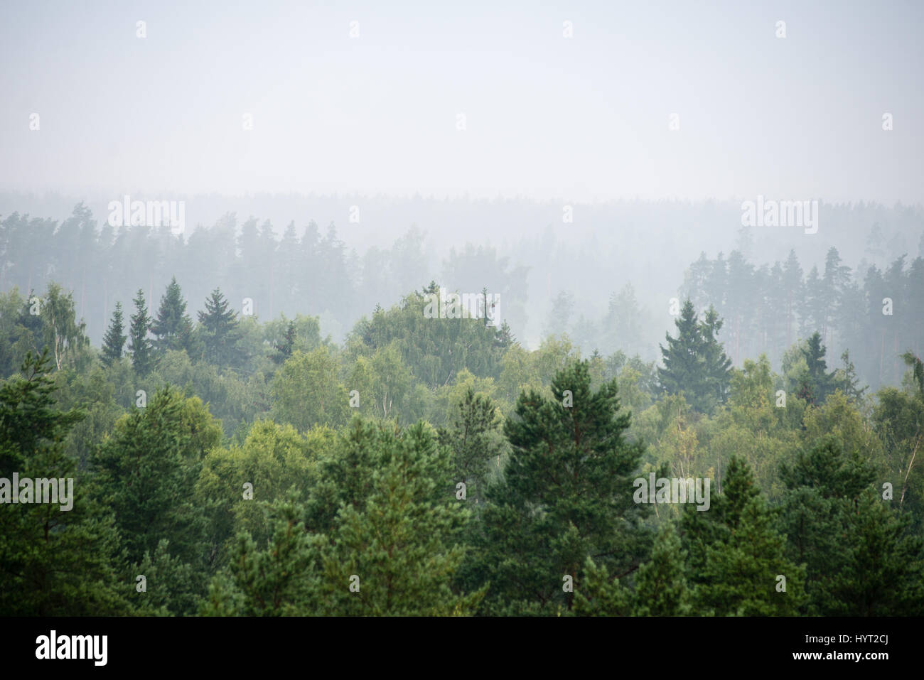 panoramic view of misty forest. far horizon Stock Photo Alamy
