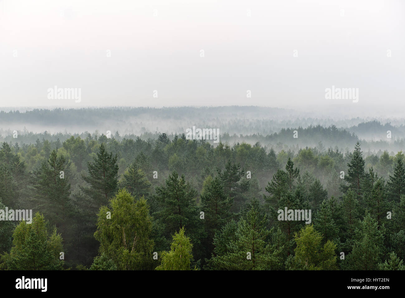 panoramic view of misty forest. far horizon Stock Photo - Alamy