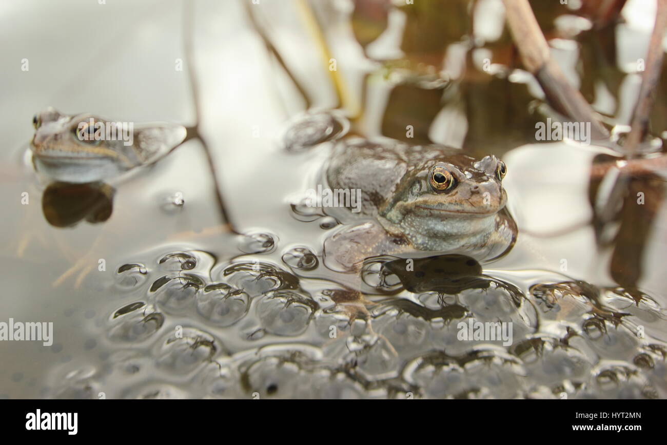 European common frogs (rana temporaria) spawning in an urban garden pond, Derbyshire, England - March Stock Photo