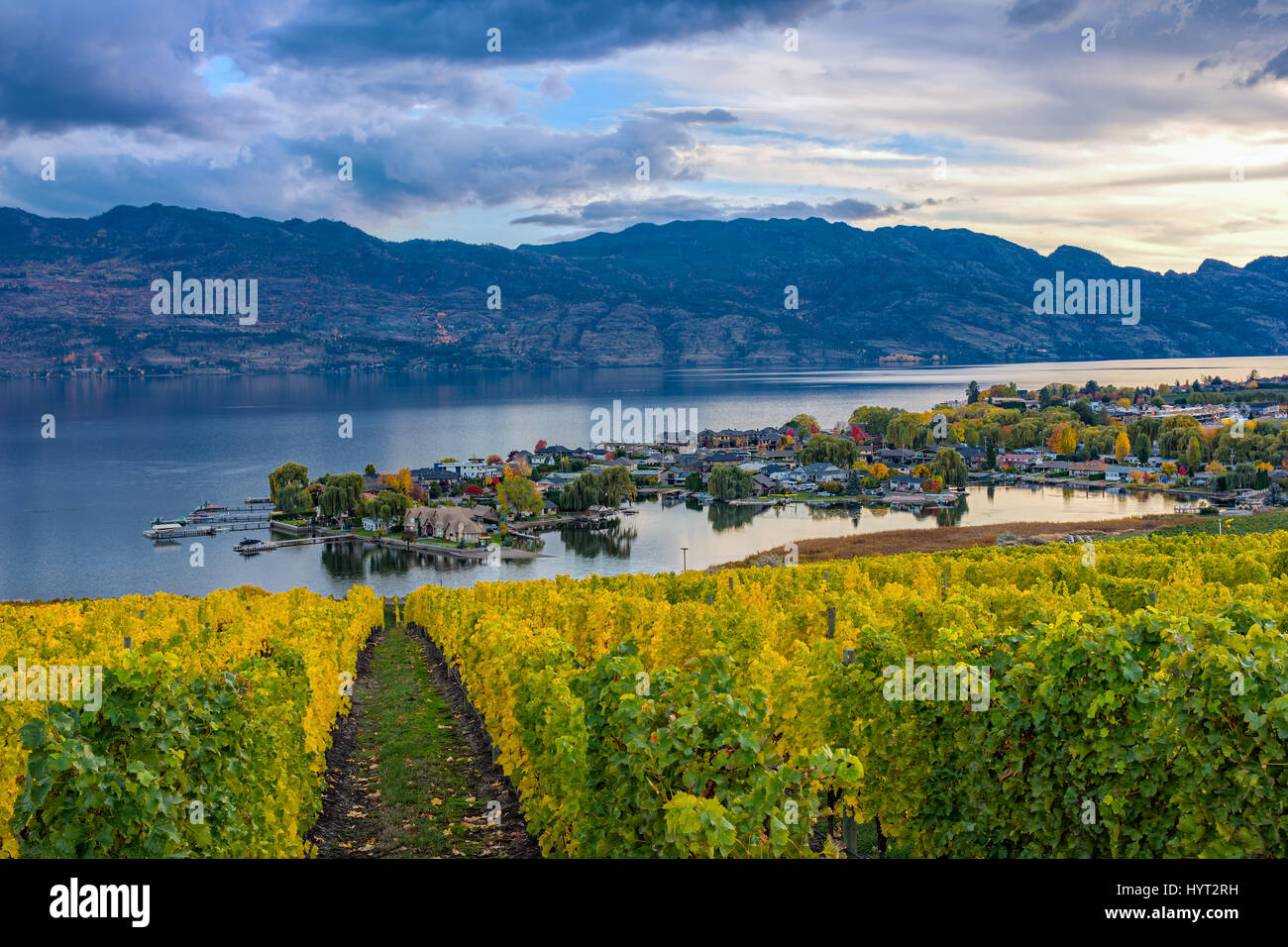 Vineyard overlooking a subdivision Okanagan Lake Kelowna British Columbia Canada in the fall Stock Photo