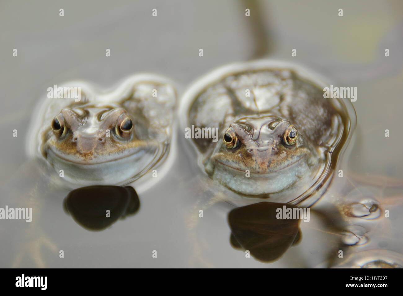 European common frogs (rana temporaria) chorusing in an urban garden pond during breeding (spawning) season,, England - March Stock Photo