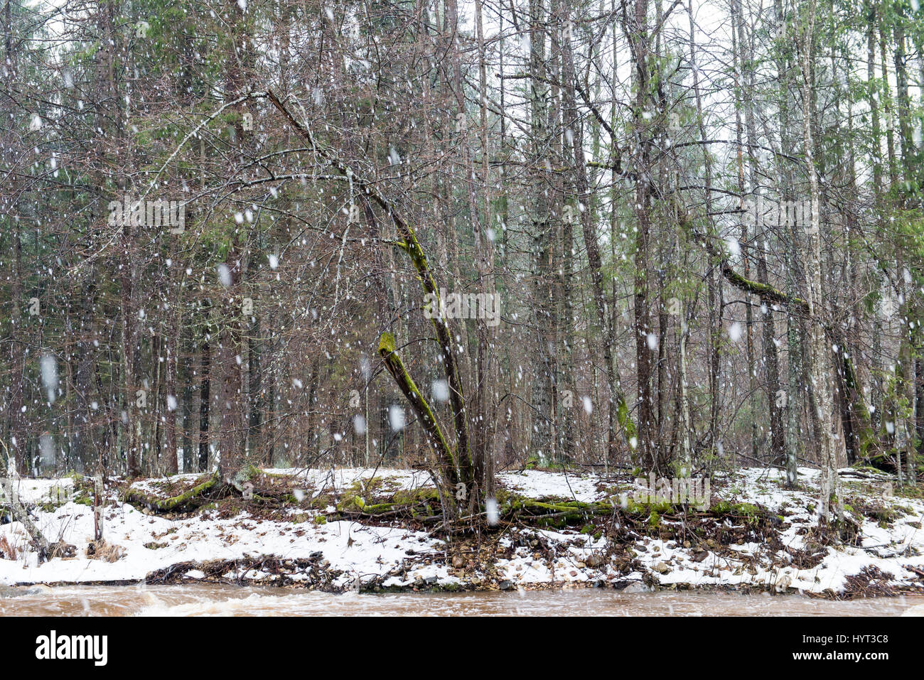 snowy winter forest landscape with snow covered trees in country Stock ...