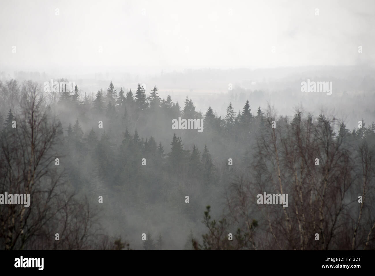 panoramic view of misty rain forest. far horizon Stock Photo - Alamy