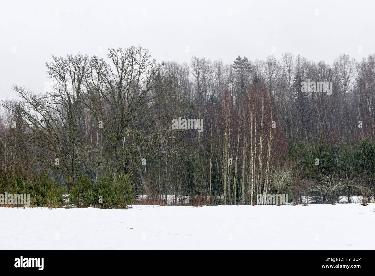 snowy winter forest landscape with snow covered trees in country Stock ...