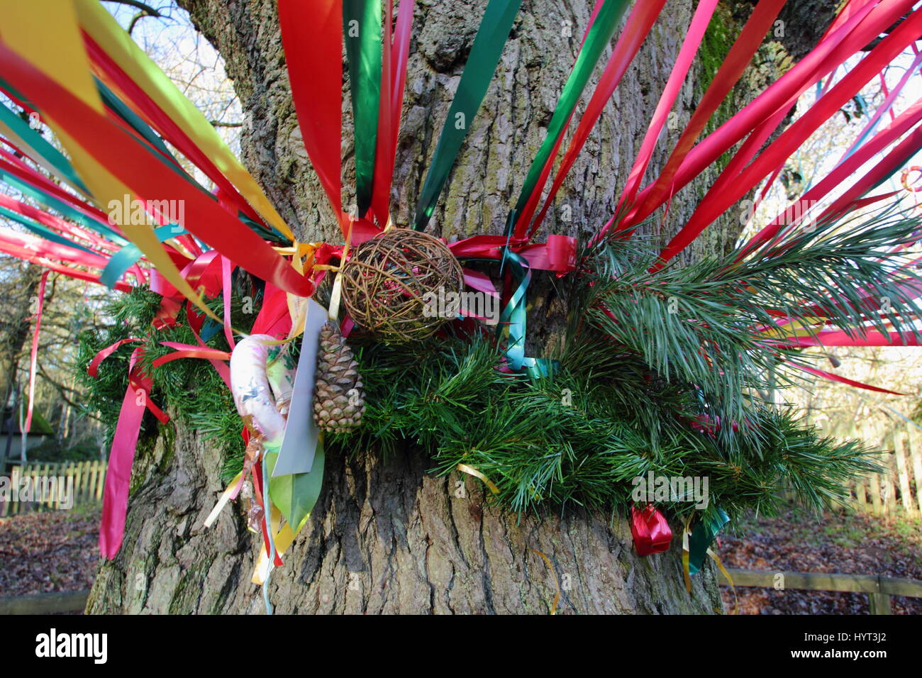 Ribbons and decorations adorn a tree at the annual Tree Dressing event in Sherwood Forest, Nottinghamshire, UK - December Stock Photo