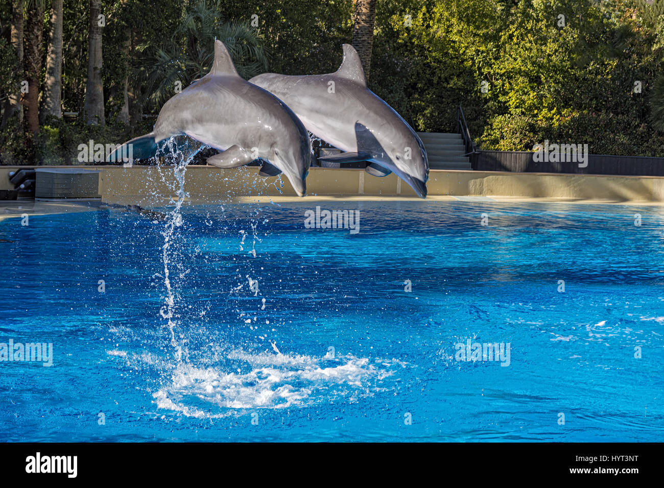 Two Dolphins jumping in formation out of an outdoor pool Stock Photo