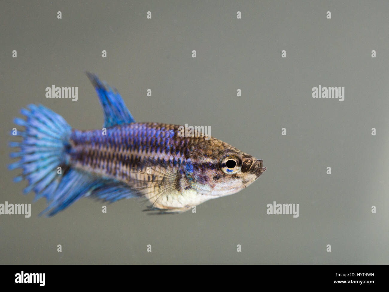 Young betta hi-res stock photography and images - Alamy