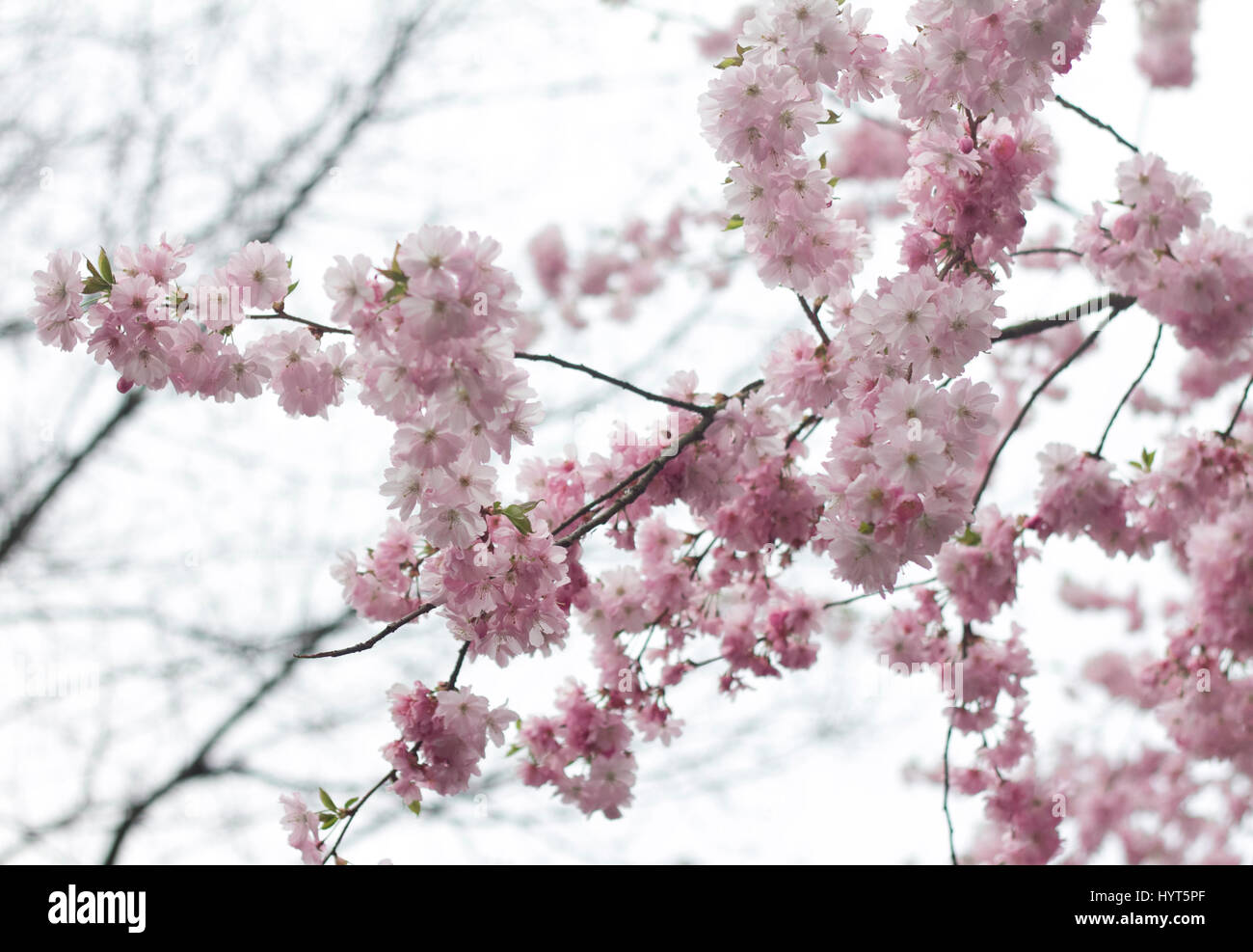 Cherry Blossoms in White Skies Stock Photo