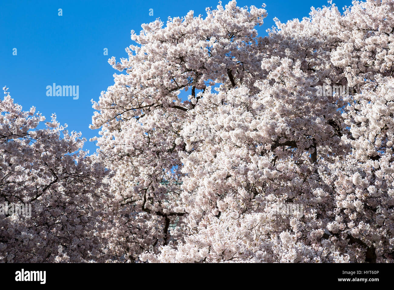 A view of cherry blossoms in bloom during the spring Stock Photo - Alamy
