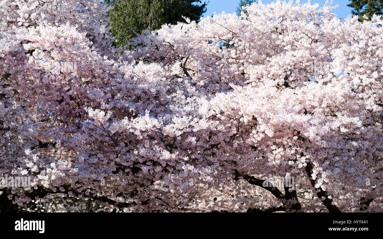 A view of cherry blossoms in bloom during the spring Stock Photo - Alamy
