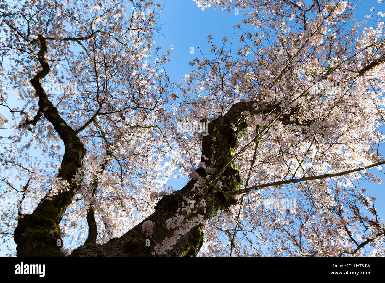A view of cherry blossoms in bloom during the spring Stock Photo - Alamy