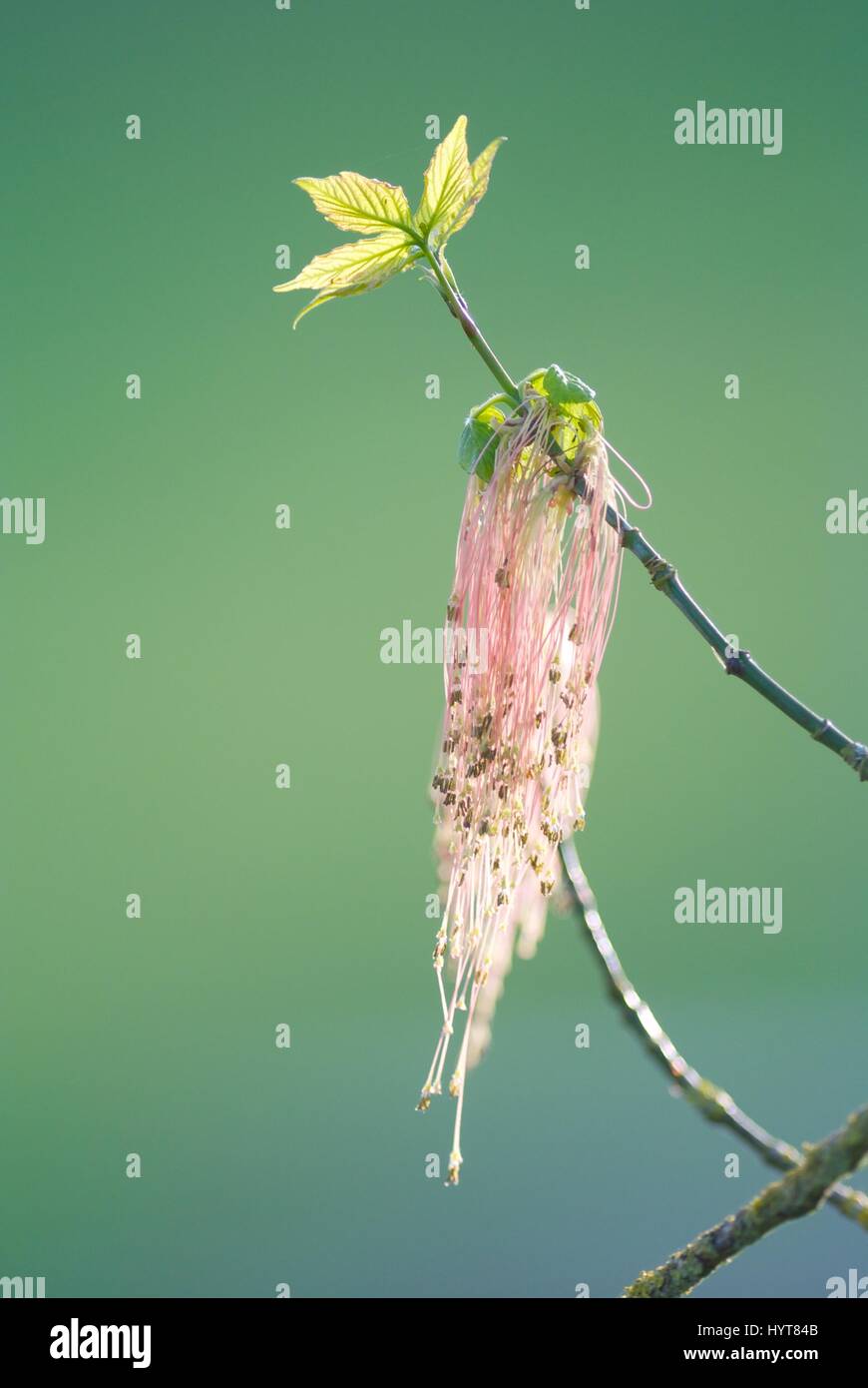 A budding stalk and flower on a tree Stock Photo