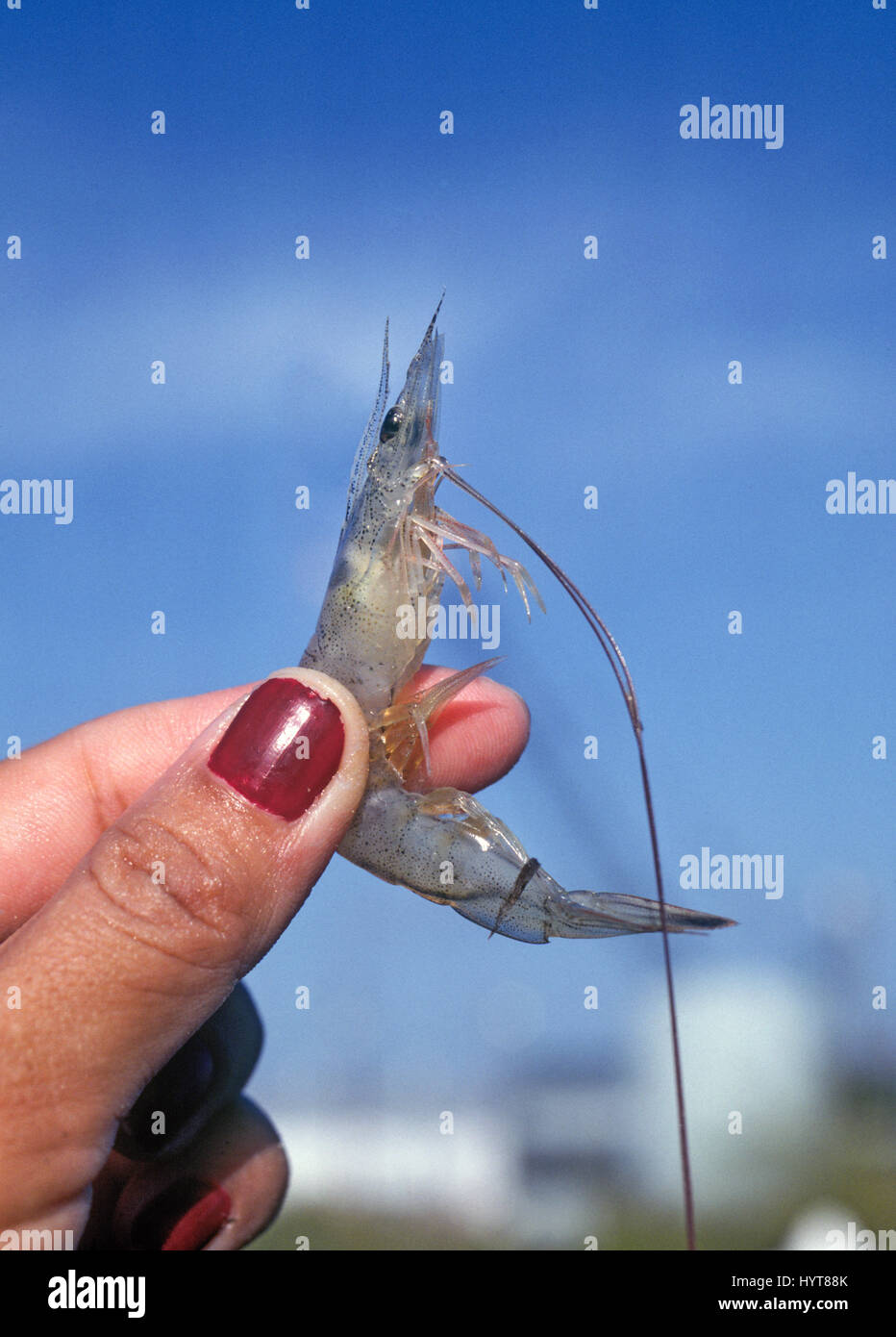 A fresh caught Gulf Coast shrimp from the Gulf of Mexico, near Rockport, Texas Stock Photo