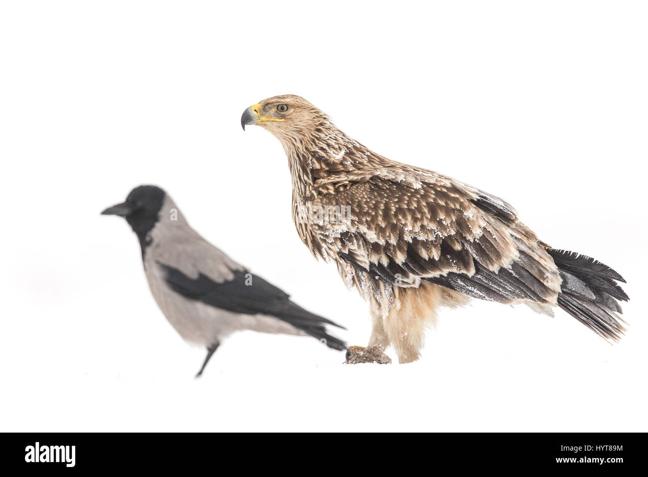 Eastern Imperial Eagle (Aquila heliaca) with a dead rat in snow, Hooded Crow (Corvus cornix) in the background Stock Photo