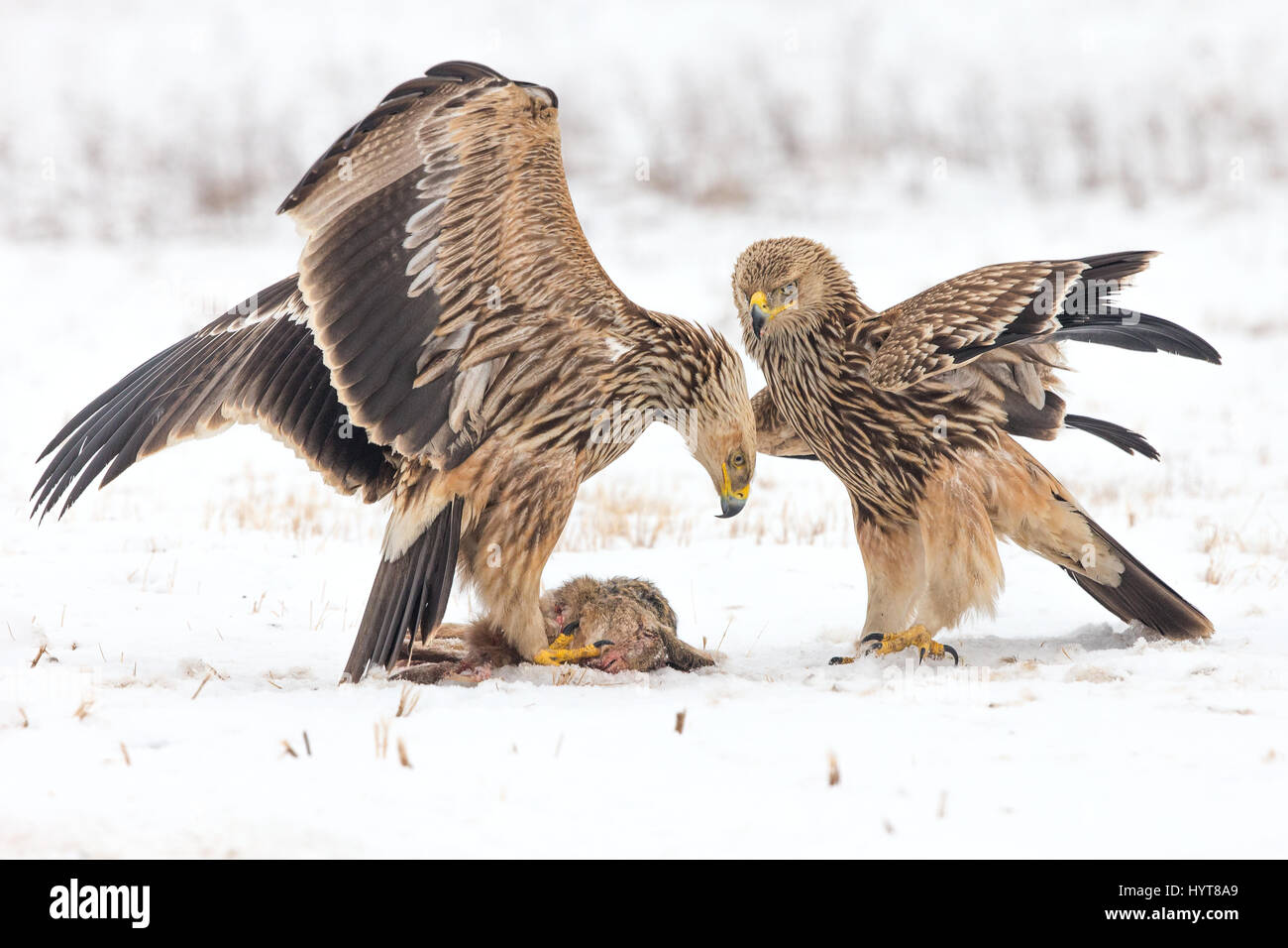 Two juvenile Eastern Imperial Eagles (Aquila heliaca) standing over a dead Hare in snow Stock Photo