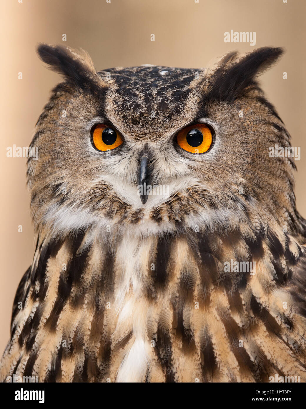 Eurasian Eagle Owl Stock Photo