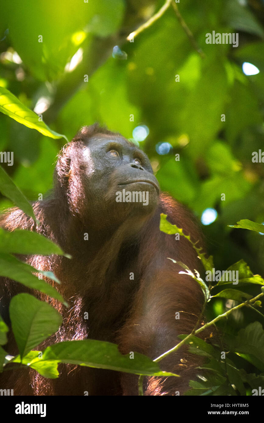 Portraiture of wild adult female Bornean orangutan (Pongo pygmaeus morio) in natural habitat, Kutai National Park, East Kalimantan, Indonesia. Stock Photo