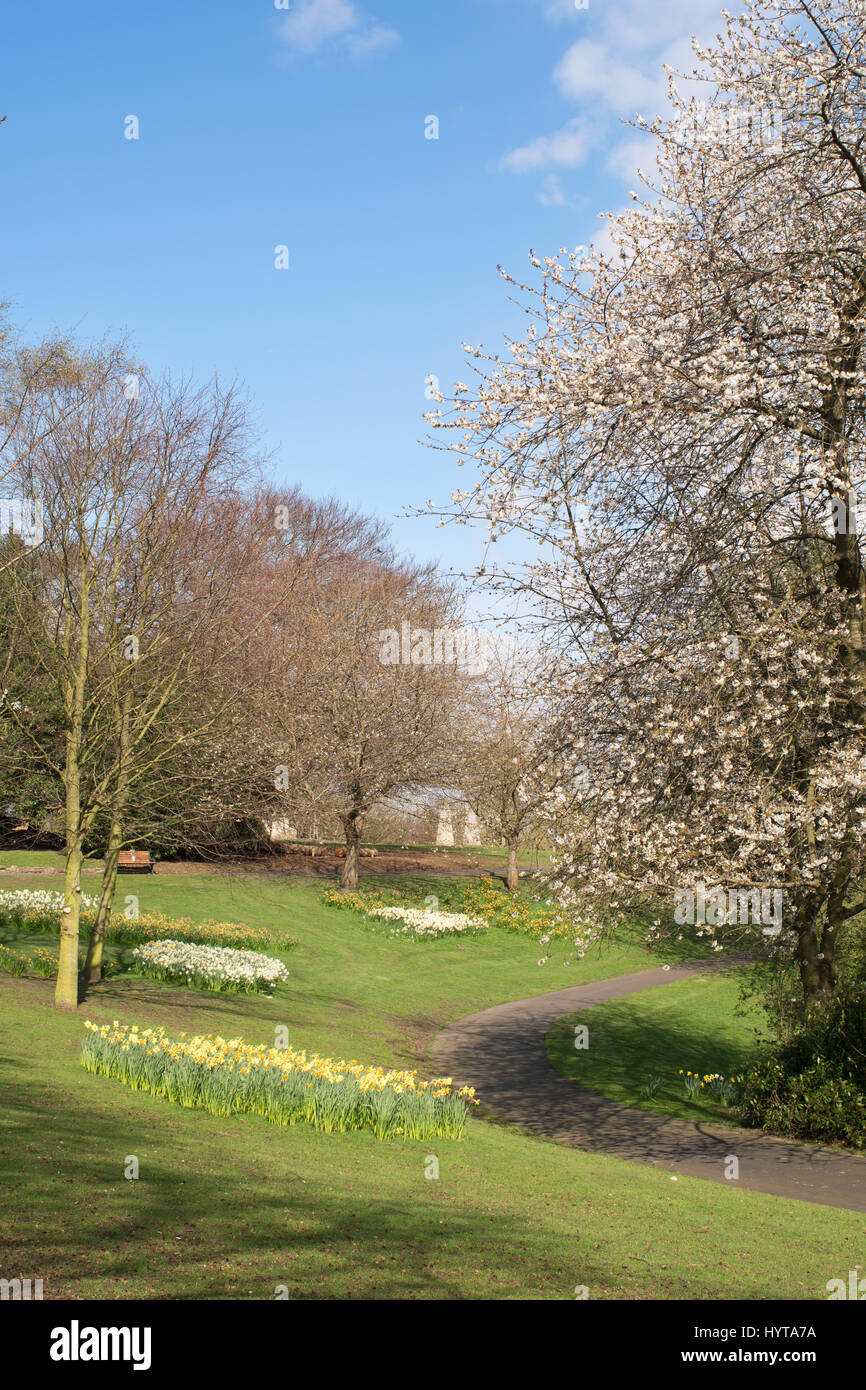 Spring blossom in Wharton Park, Durham City, England, UK Stock Photo