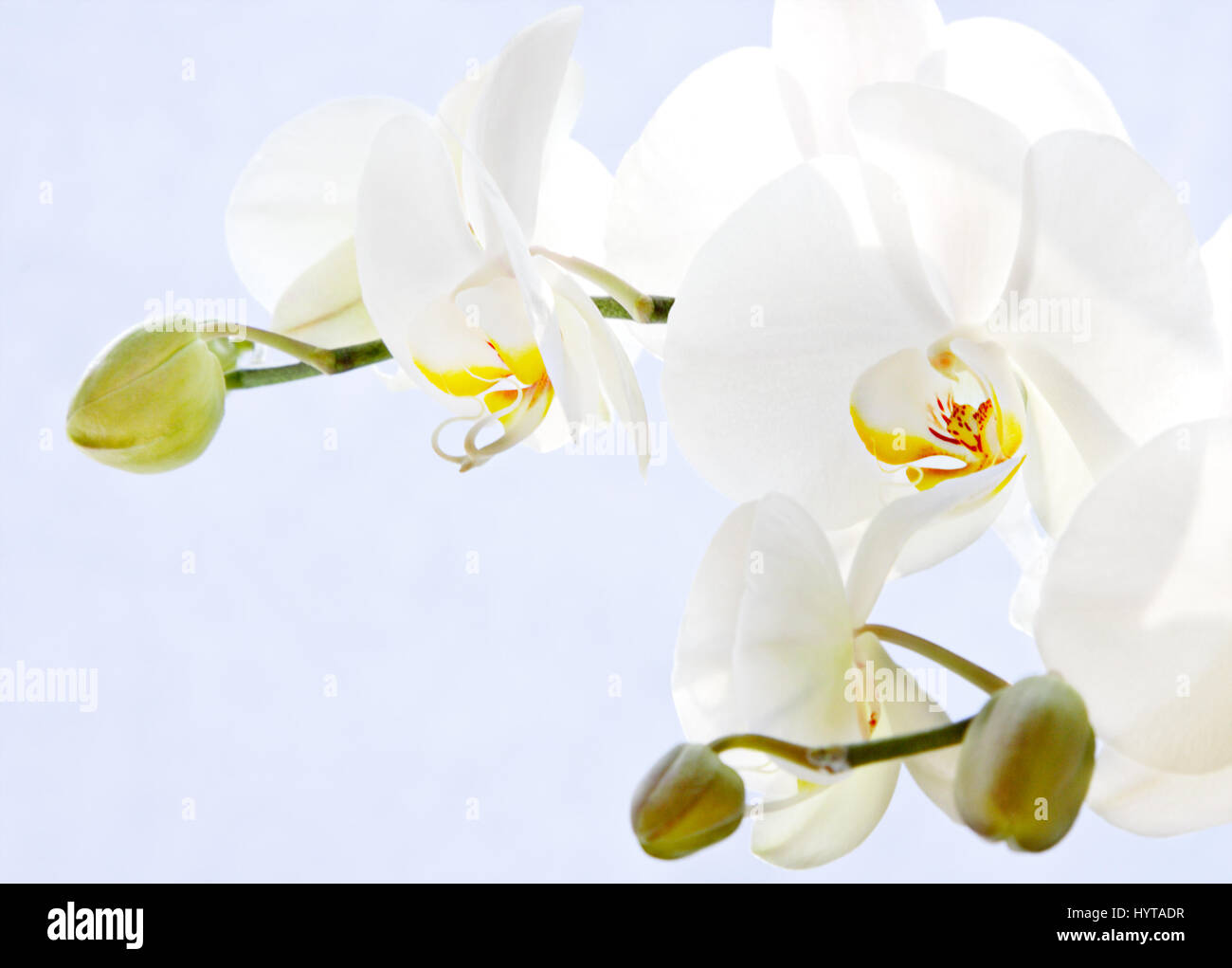 Orchid (Phalaenopsis), Orchidaceae Stock Photo
