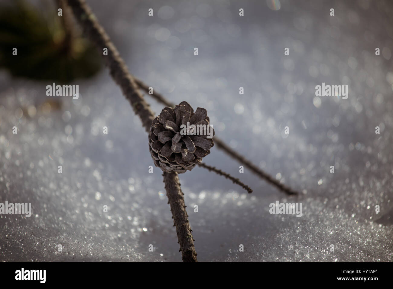 Beautiful pine cone in hi-res stock photography and images - Alamy