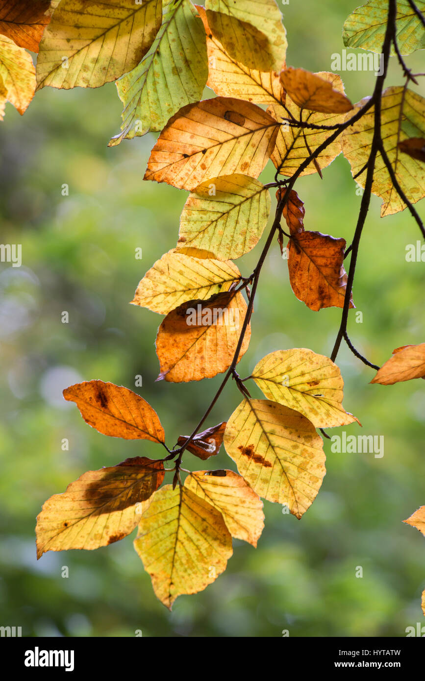 Beech tree (Fagus sylvatica) Leaves in autumn. Surrey, UK Stock Photo