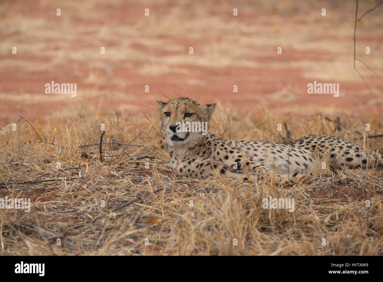 Cheetah: Acinonyx jubatus. Namibia. Stock Photo