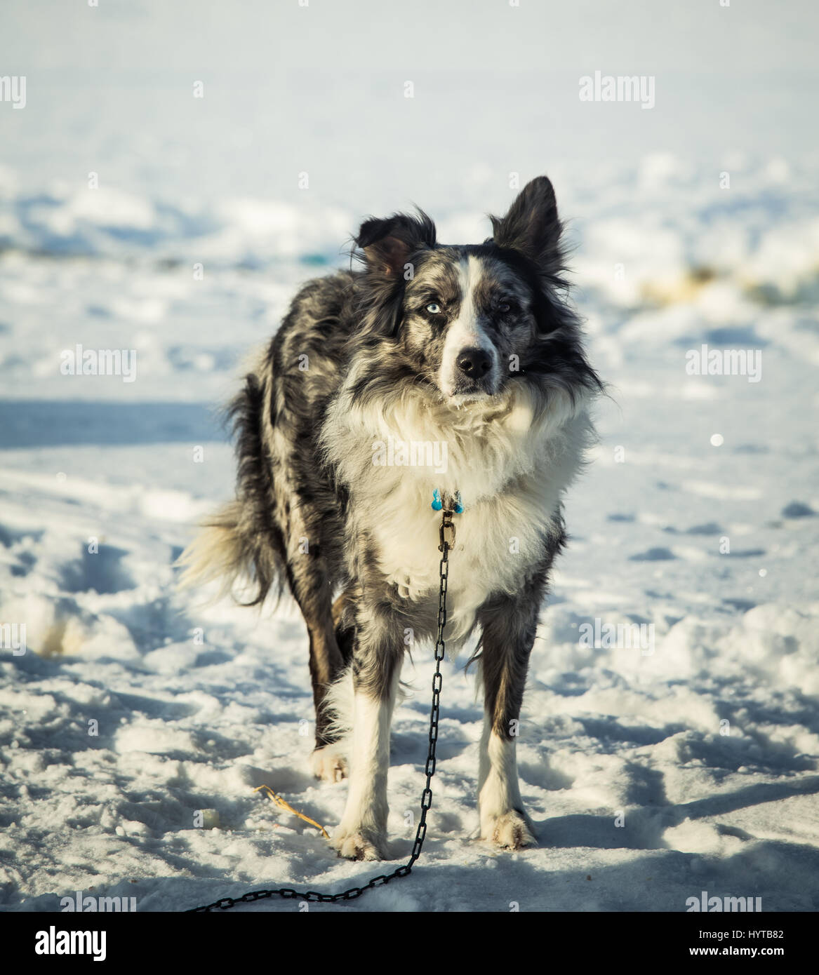 A beautiful portrait of a long distance siberian sled dog Stock Photo