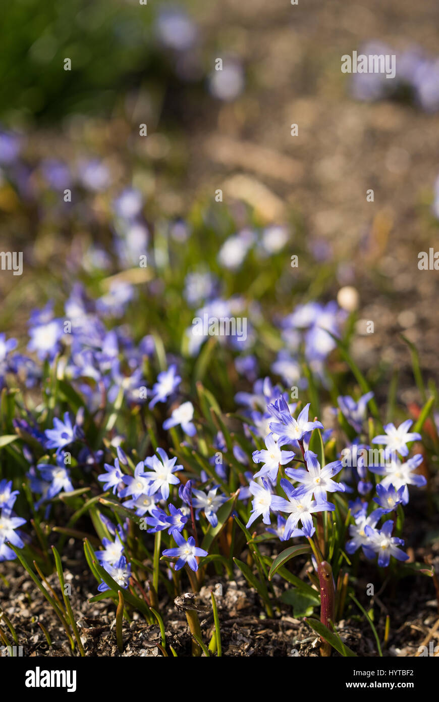 Glory of the snow. Chionodoxa. One of the very earliest signs of spring is when the glory of the snow emerges with its magnificent blue star-shaped pe Stock Photo