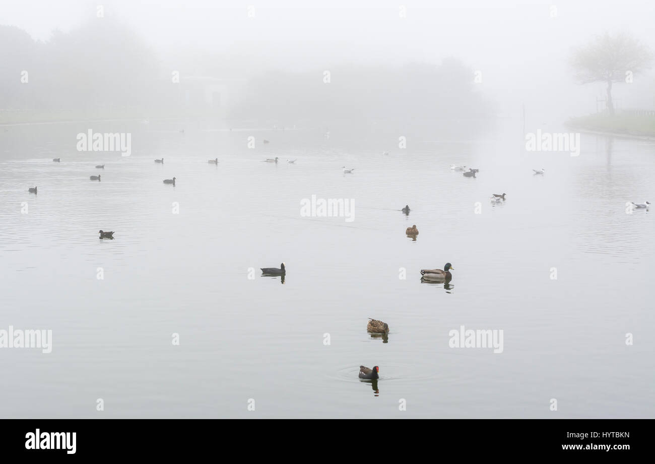 Birds and ducks on a lake in Spring in very misty conditions. Stock Photo
