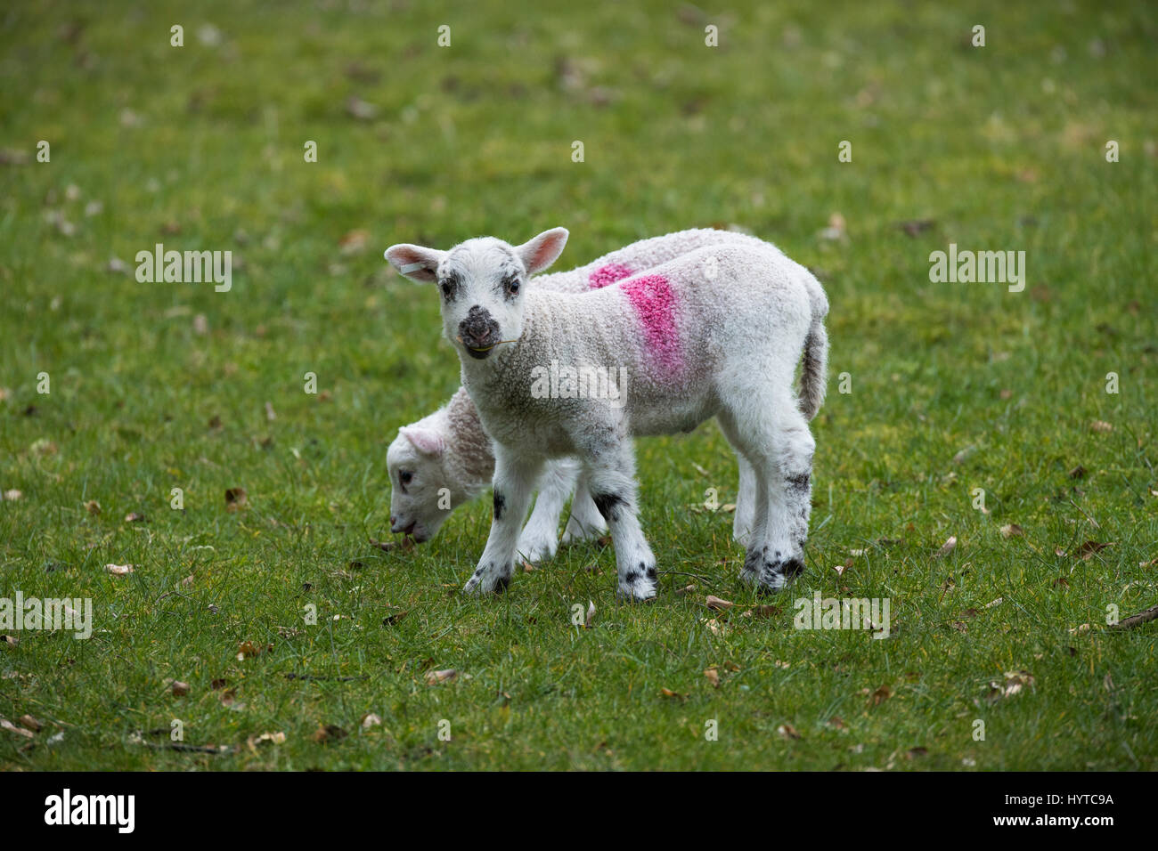 2 cute, adorable, twin lambs standing close together in a farm field in springtime. 1 is sniffing a leaf, 1 is staring at the camera. England, GB, UK. Stock Photo