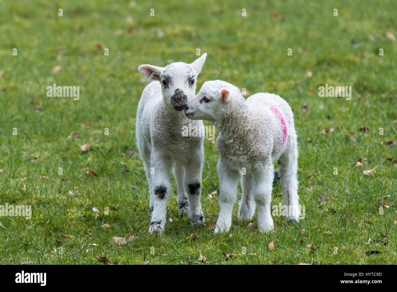 2 twin lambs standing close together in a farm field in springtime. One is gently nuzzling its friend, one is staring at the camera. England, GB, UK. Stock Photo