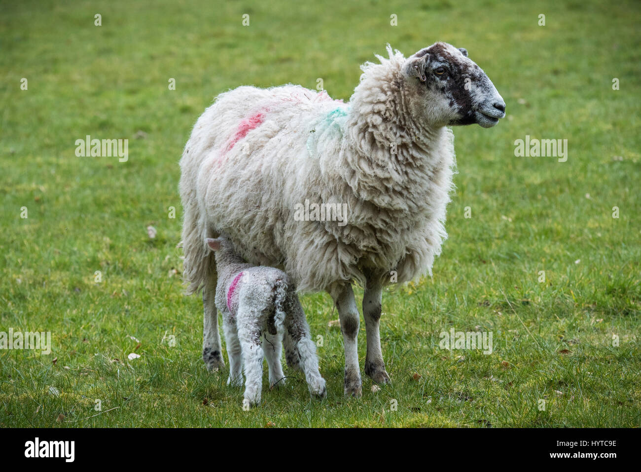 Close-up of mule sheep (ewe) & single tiny lamb standing in farm field in springtime - youngster is suckling or feeding from mother. England, GB, UK. Stock Photo