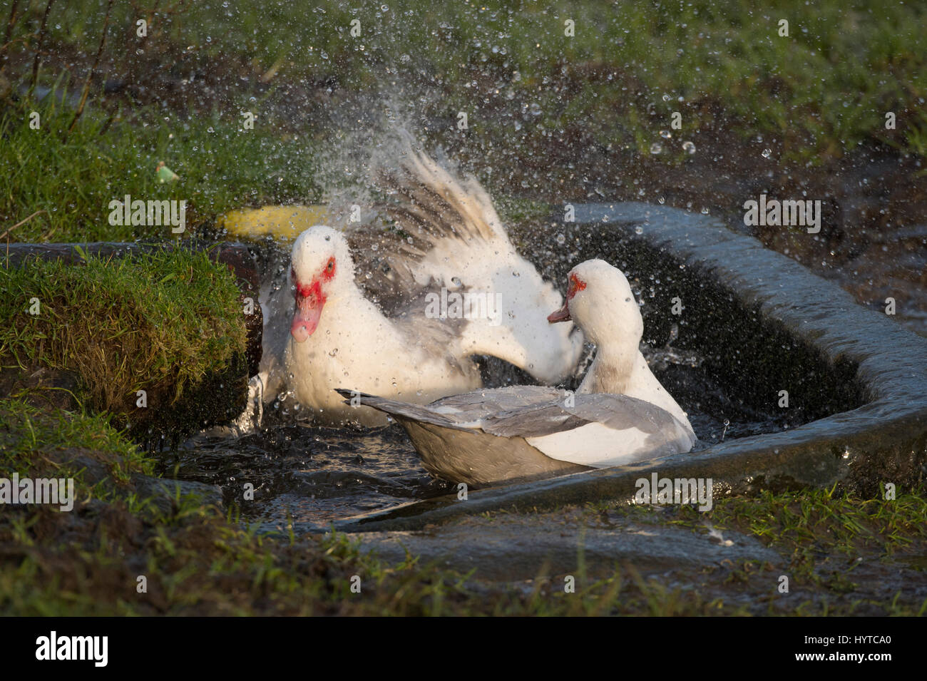 Domestic Muscovy ducks (white & grey with red caruncles above beaks
