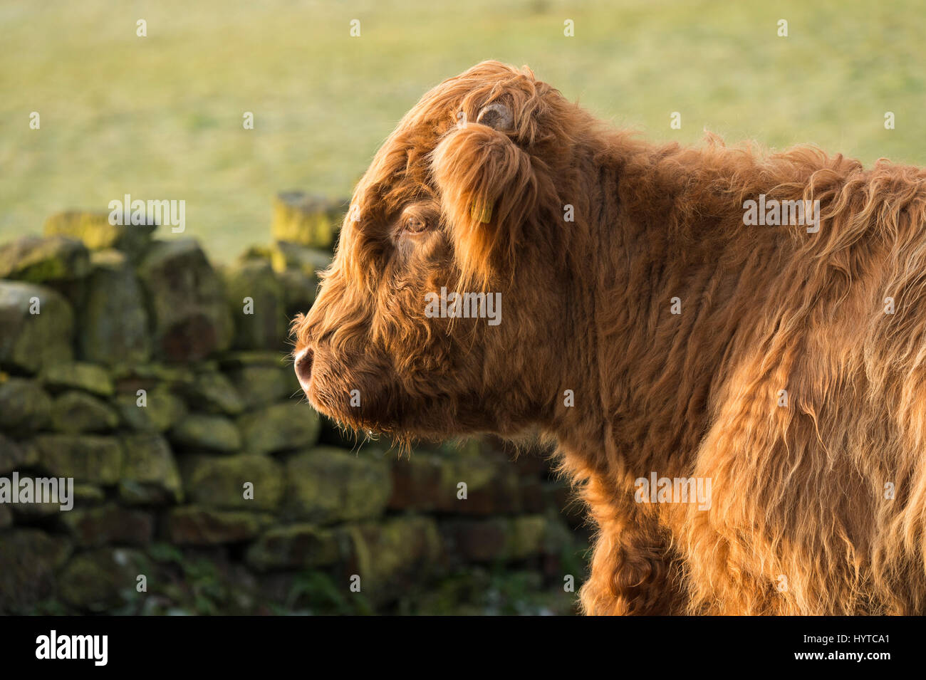 Close-up profile of the head and neck of sunlit, shaggy, red Highland cattle calf in a farm field. 1 tiny sprouting horn is visible. England, GB, UK. Stock Photo