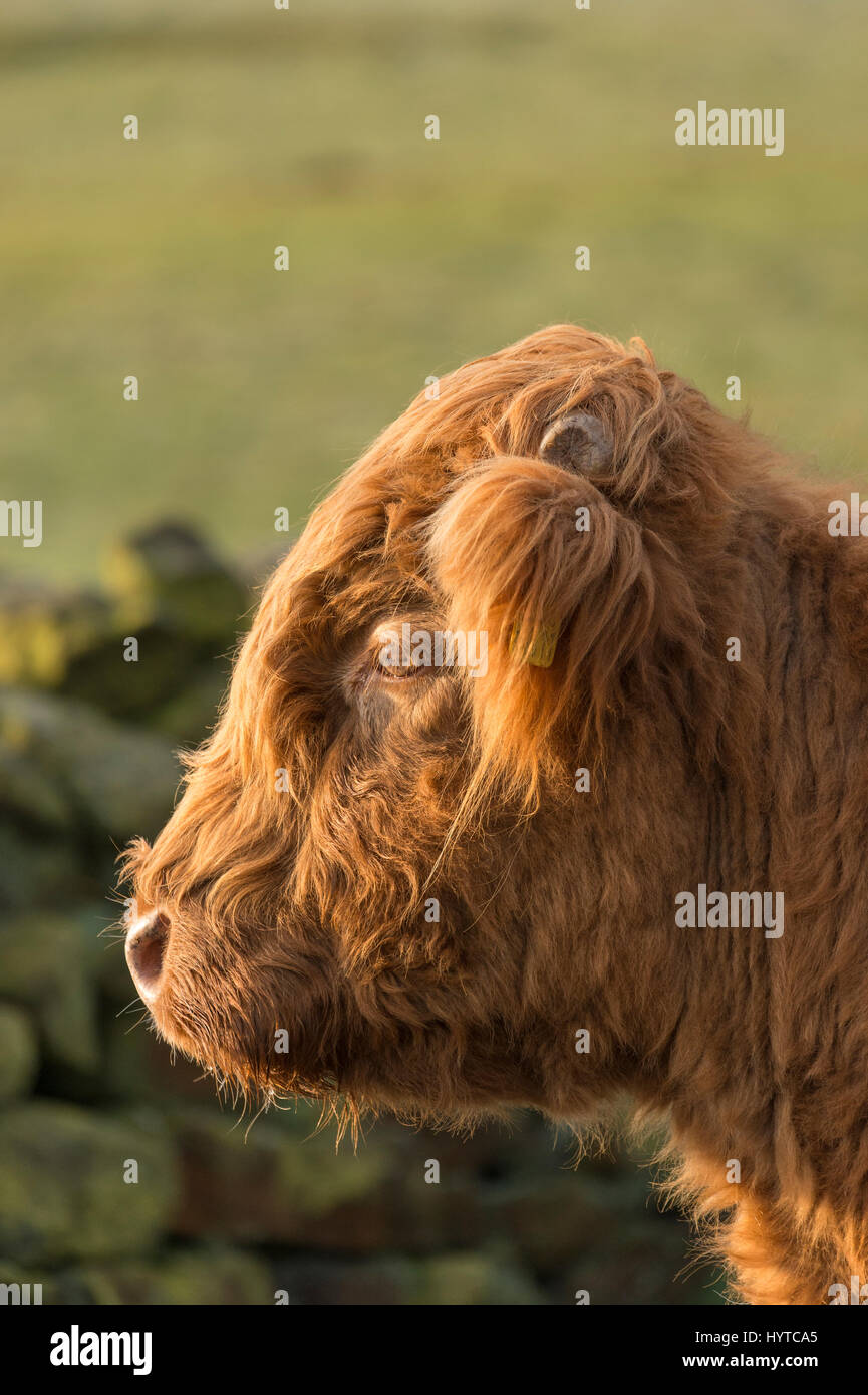 Close-up profile of the head and neck of sunlit, shaggy, red Highland cattle calf in a farm field. 1 tiny sprouting horn is visible. England, GB, UK. Stock Photo
