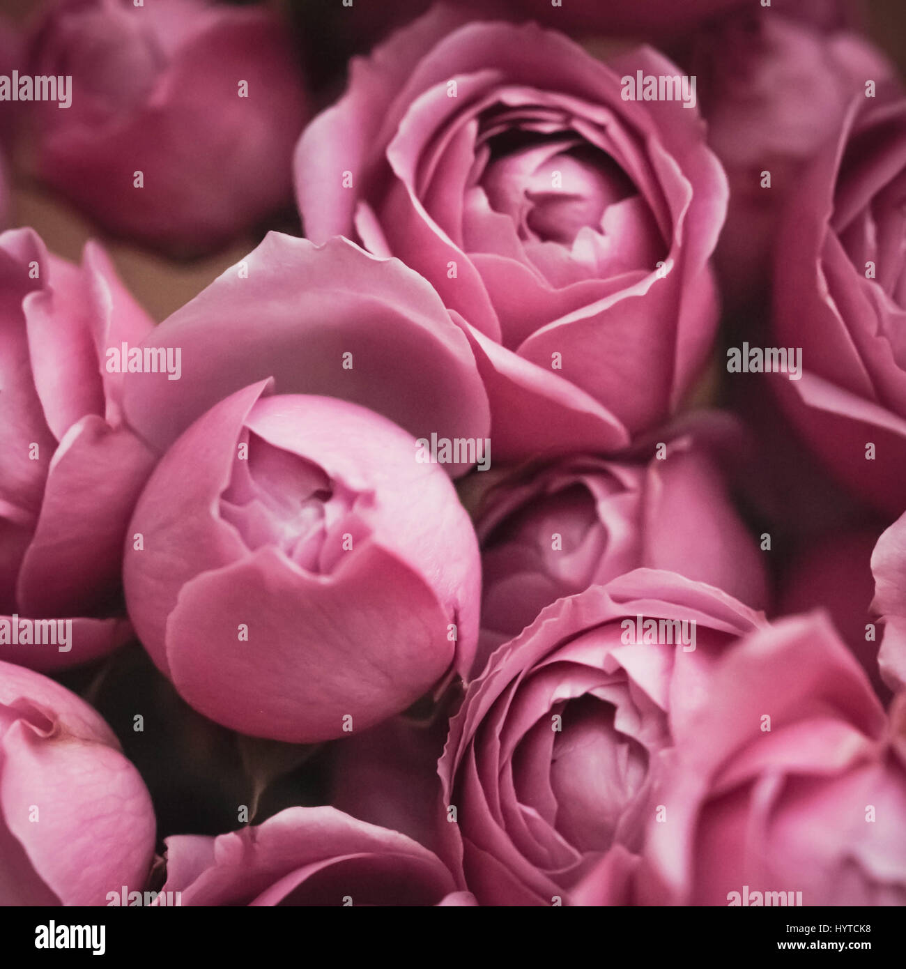Pink roses background Stock Photo - Alamy