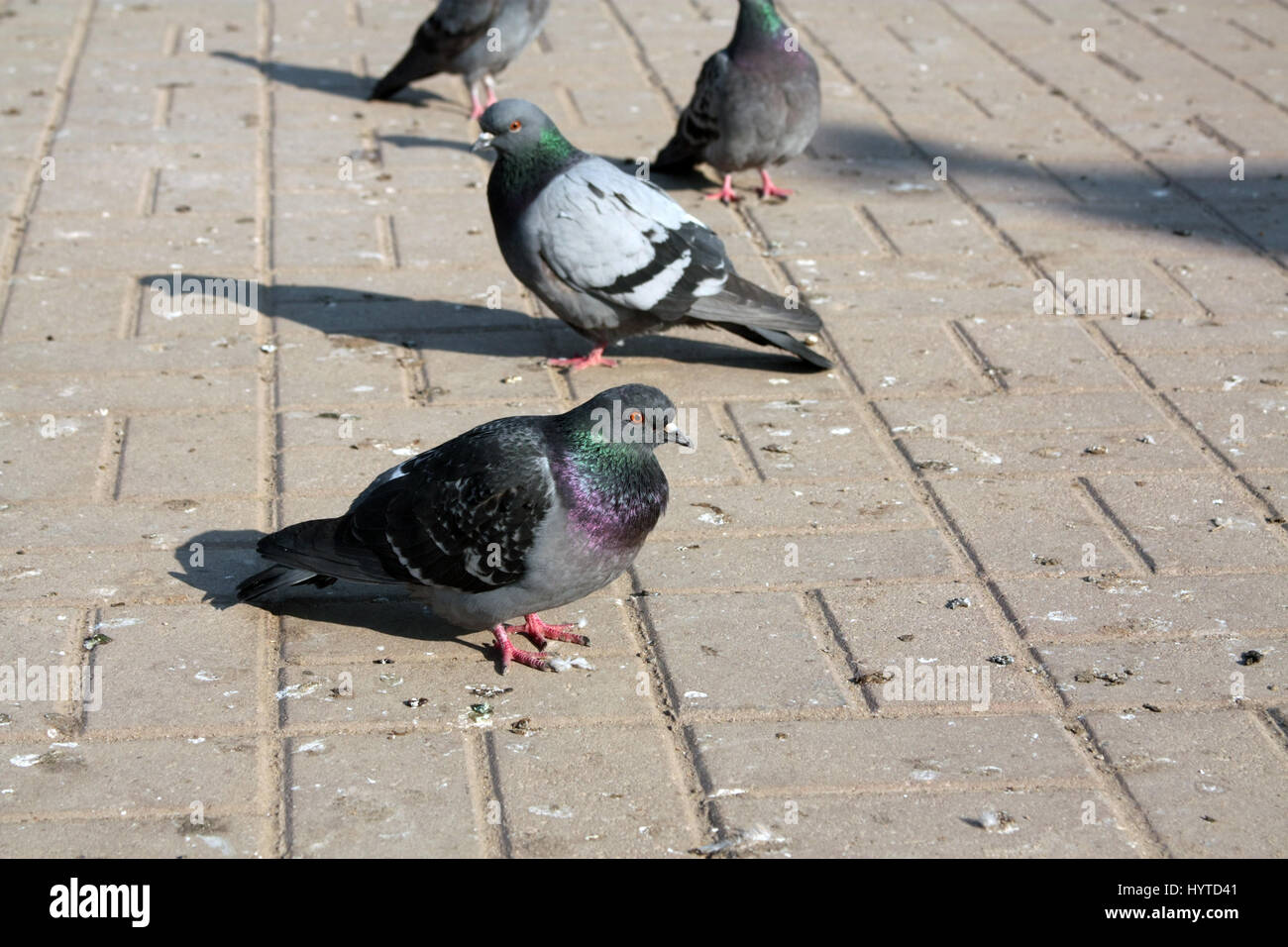 The pigeons in the town square of the city of Mozhaysk Russia Stock Photo
