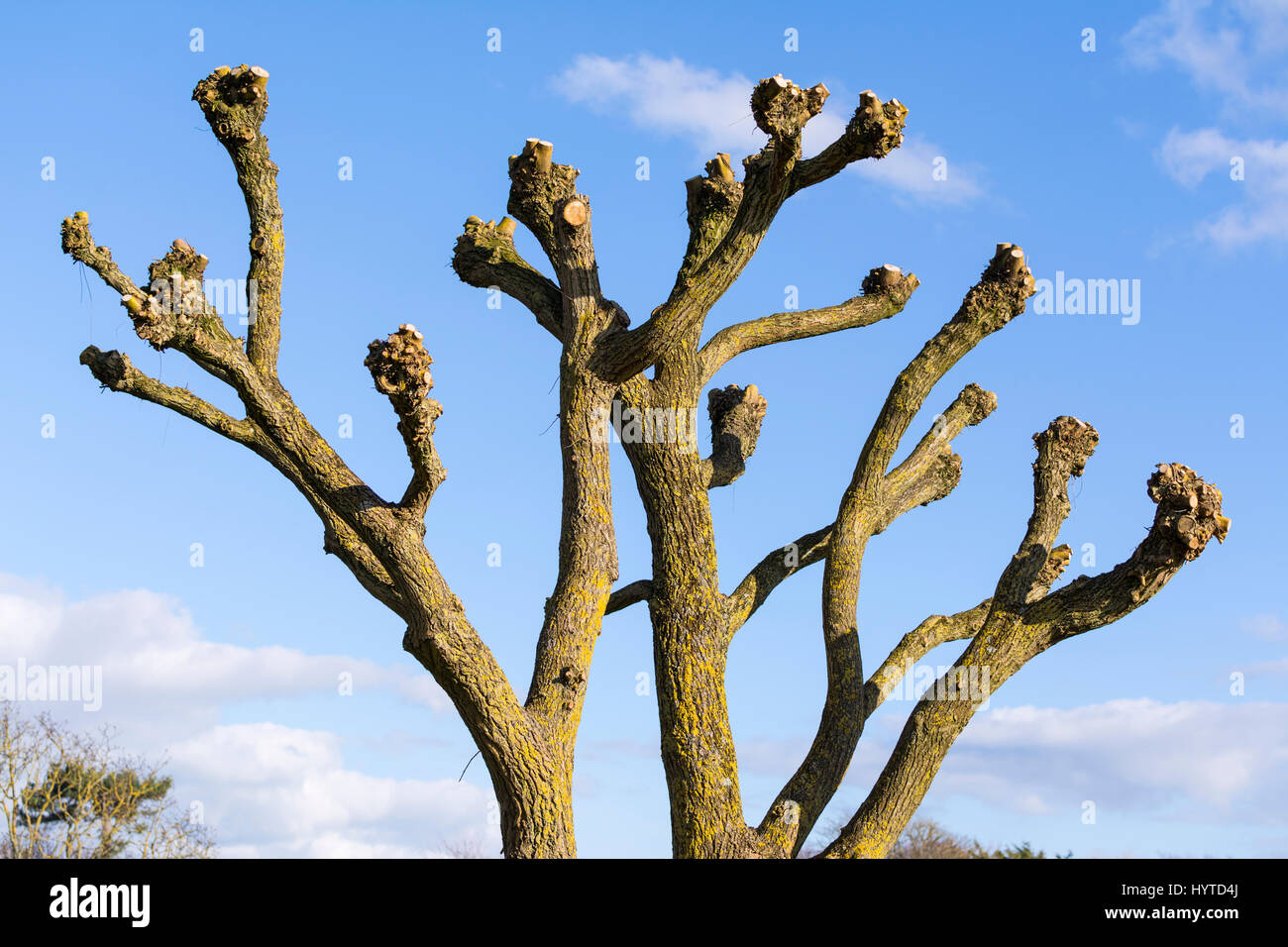 Branches from a pollarded tree after pruning against blue sky Stock ...