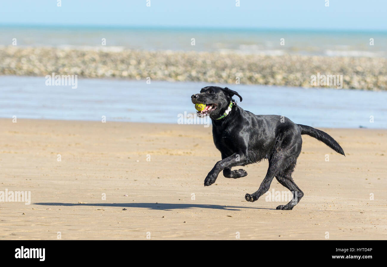 Big black dog running on a beach with a ball in its mouth. Stock Photo