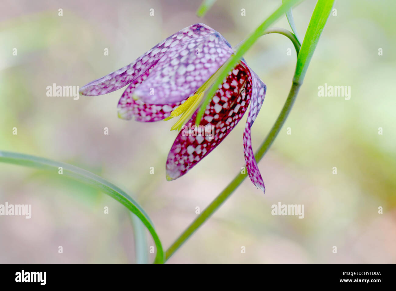 Close-up image of the delicate spring flowering snakeshead fritillary flower also known as Fritillaria meleagris. Stock Photo