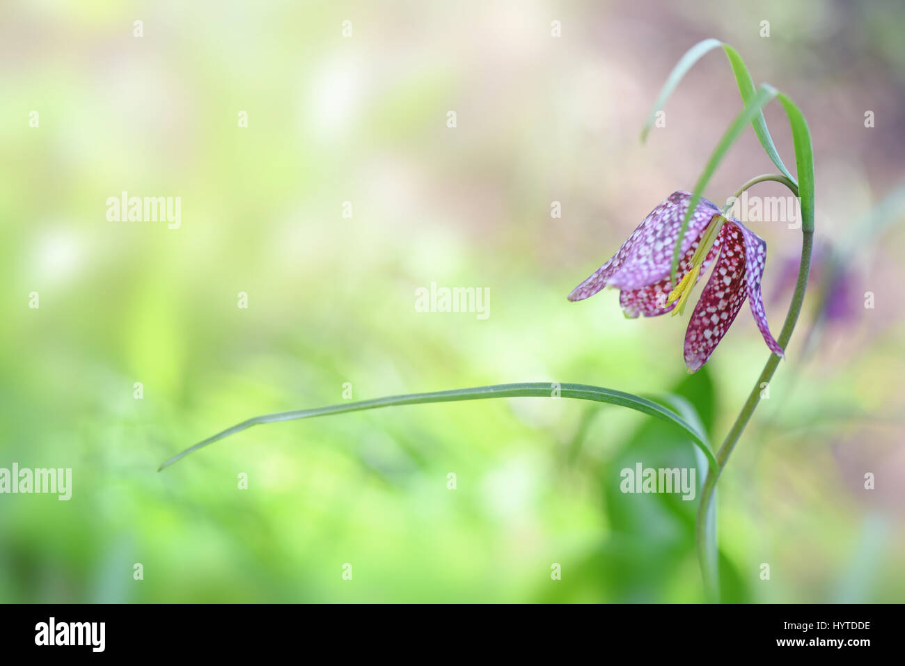 Close-up image of the delicate spring flowering snakeshead fritillary flower also known as Fritillaria meleagris. Stock Photo