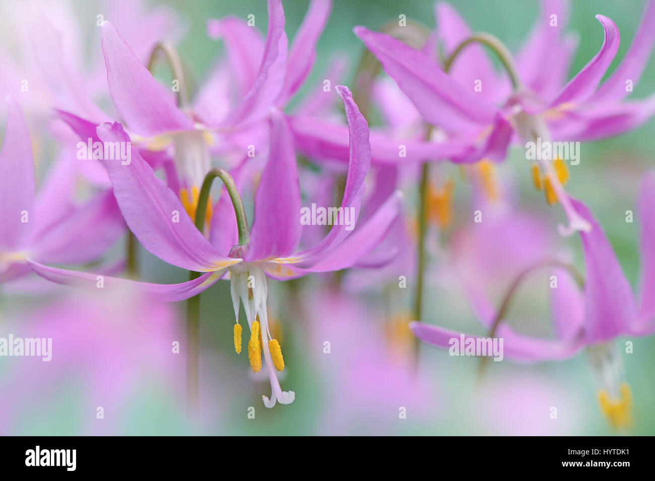 Close-up, macro image of the purple, spring flowering Erythronium dens-canis flowers also known as the Dog tooth Violet flower. Stock Photo