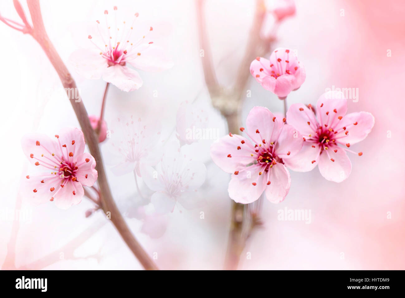 Close-up, creative image of the delicate pink spring blossom of the Black Cherry Plum Tree also known as Prunus Cerasifera Nigra. Stock Photo