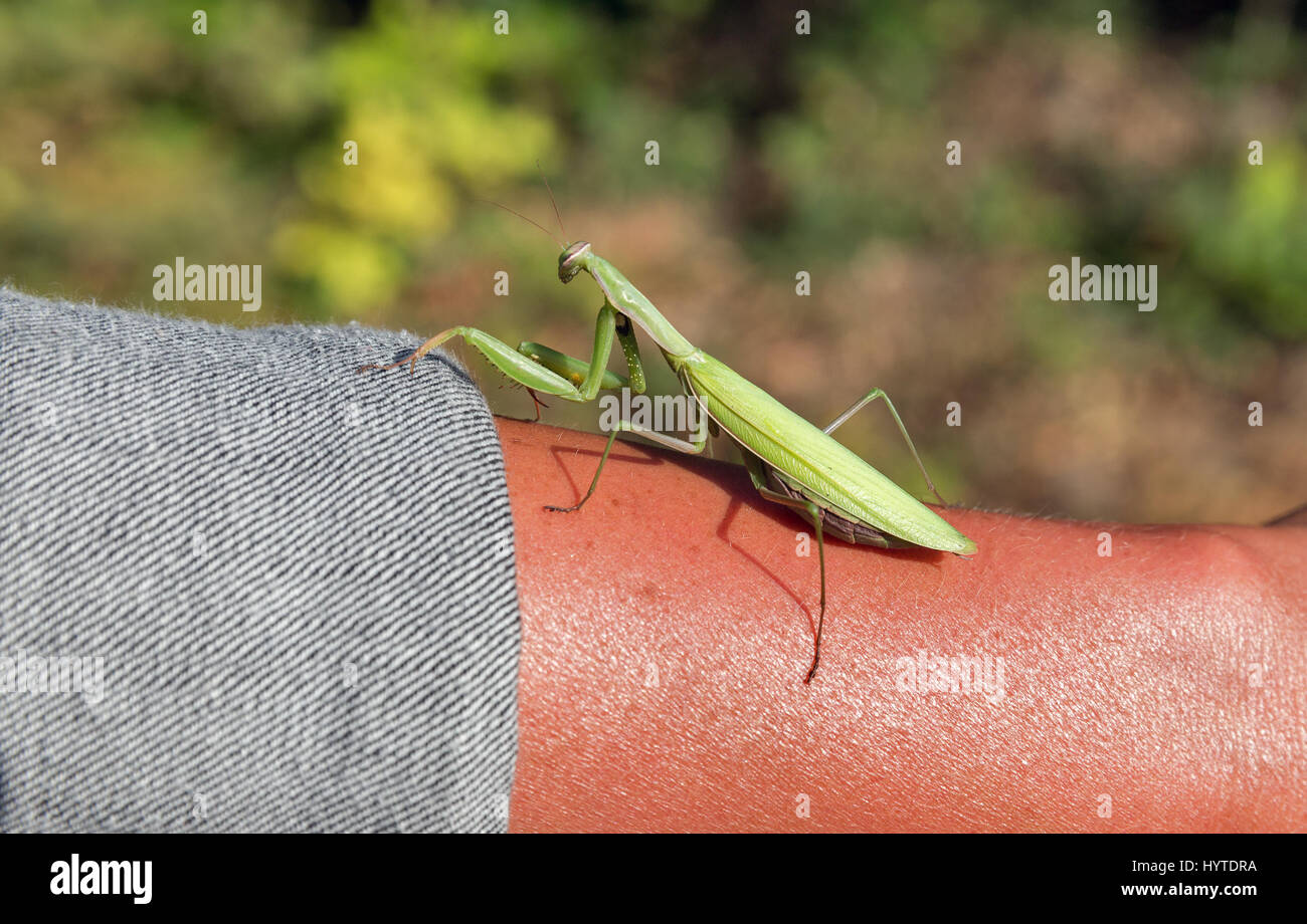 a big praying mantis on human hand closeup outdoor Stock Photo