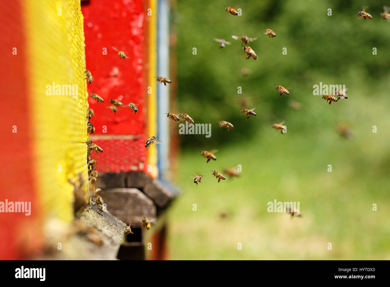Domesticated honeybees in flight, returning to their apiary, bringing