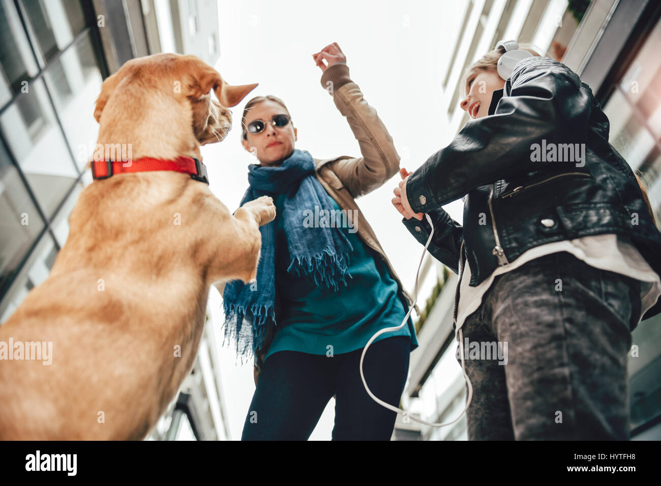 Yellow dog rearing up on hind legs while owner holding a treat Stock Photo